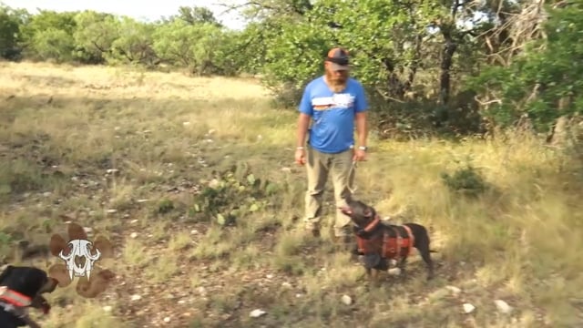 Carnivore TV - Hogs & Hounds