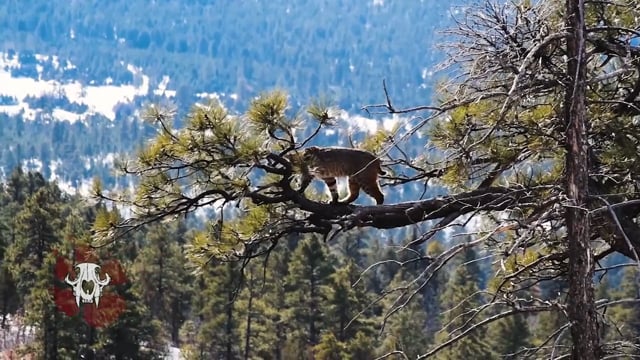 Carnivore TV - Rez Hounds