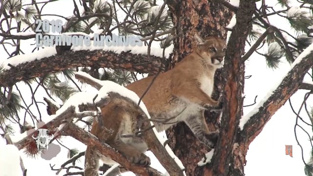 Carnivore TV - Navajo Bears