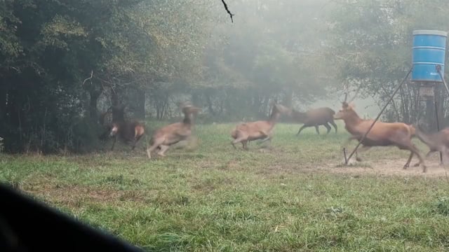 Texas Game Hunters - Deer Fever