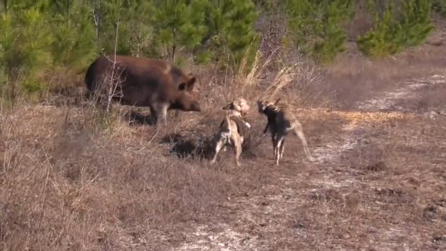 Southern Hog Slayers - Mixed Hog Hunts