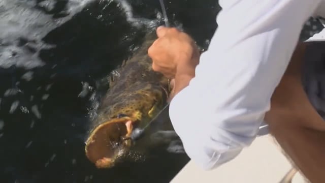 O'Neill Outside - Goliath Grouper
