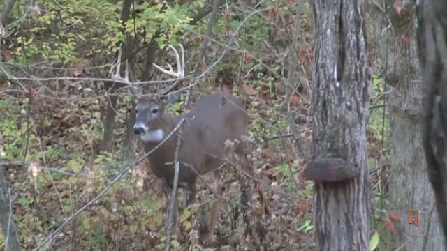 Love Of The Hunt - Big Midwest Whitetails