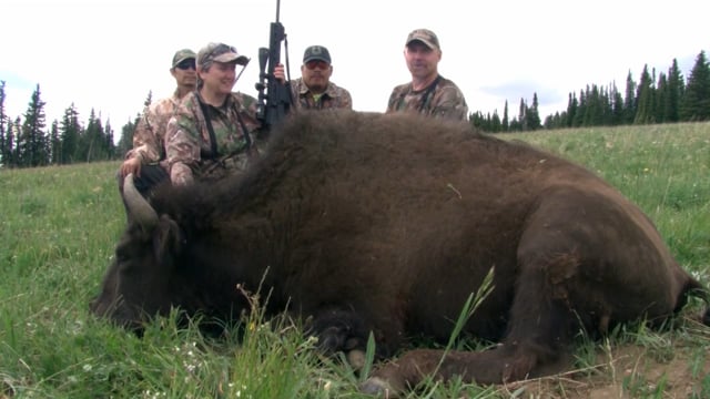 Just Kill'n Time TV - American Bison in the Big Horn Mountains