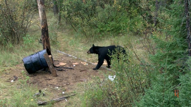 Just Kill'n Time TV - Majestic Manitoba