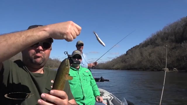 Outdoors in the Delta - Brown Trout
