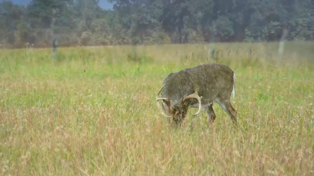 Outdoors in the Delta - Deer Hunt with Jamie From LockDown Outdoors