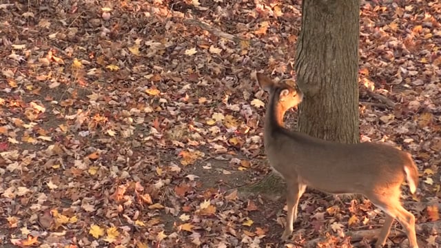 Whitetail Reign - Herd Management