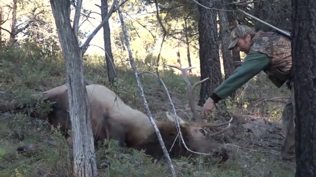 Outdoor Edge's The Great Outdoors - Chasing Bull Elk with Brad Lockwood