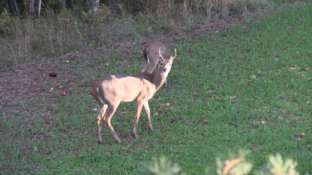 Vital Shot Productions - Mason's Amazing Crossbow Shot & Zach's 1st Deer Hunt