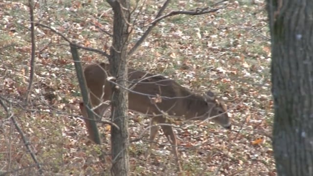 Open Season TV - Iowa Whitetail Hunting