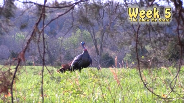 Whitetail Reign - Missouri Madness