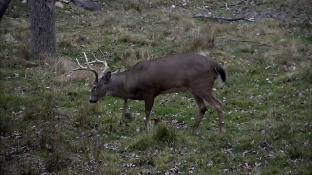 Antler Ice's Bone Cold TV - Headed Back Home