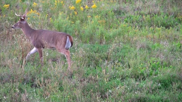 Uncle Bucky's Outdoor Adventures - Double Buck with Coyote bow kill