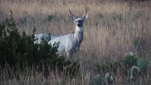 Texas Game Hunters - MLD Whitetails in West Texas