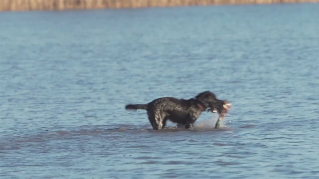 Real South Hunting - Arkansas Ducks