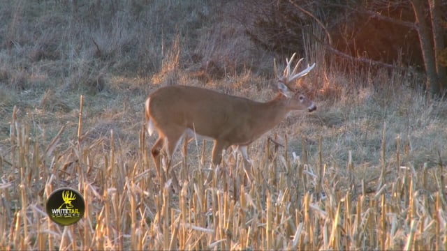 Whitetail Journey - The Magic of Iowa