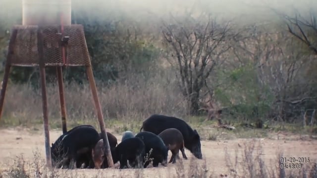 Texas Game Hunters - Thermal Hogs at WolfPen Hunts