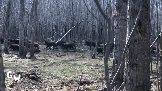 Growin’ Up Wild - Superior Hog Hunting