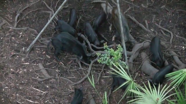 Harvest Kings - Erinie Hog Hunting