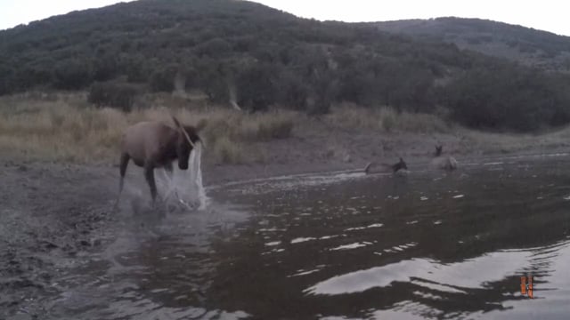 Total Outdoor Pursuit - Colorado Bulls! Pt. 1
