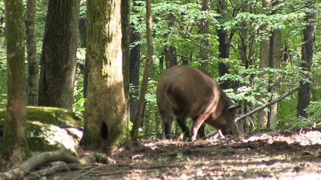 Uncle Bucky's Outdoor Adventures - Hog Wild Part 2