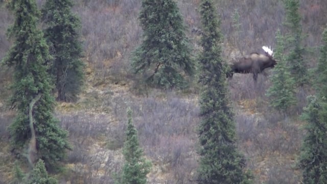 Double Lung TV - Alaska Moose Pt. 1