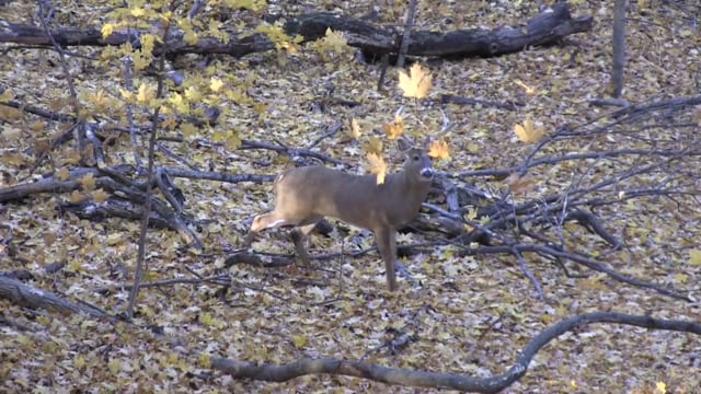 Vital Shot Productions - Season Opener