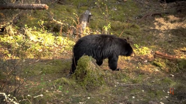 The Bearded Buck - Bearing Down