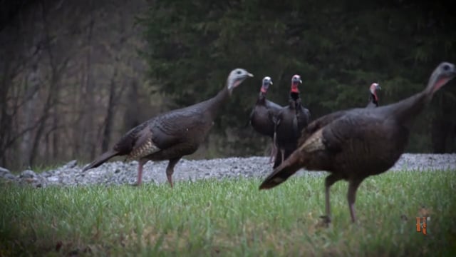 Spiritual Outdoor Adventures - It’s “Wahr” on Turkeys!
