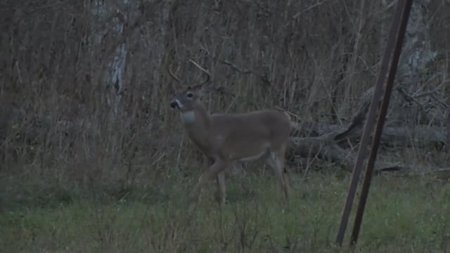 Real South Hunting - Deer Management