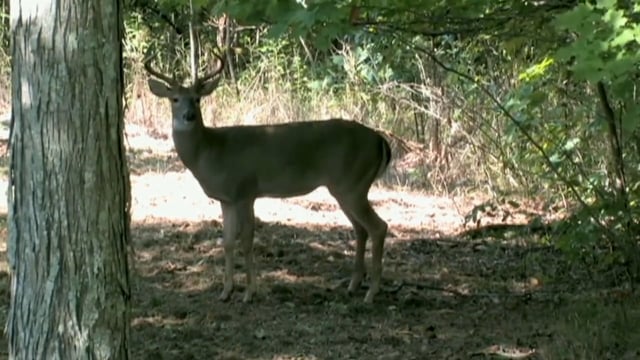 Real South Hunting - Kansas Rut