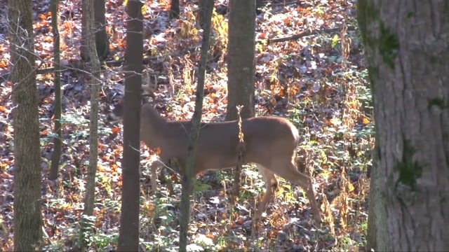 Whitetail Journey - Illinois Magic