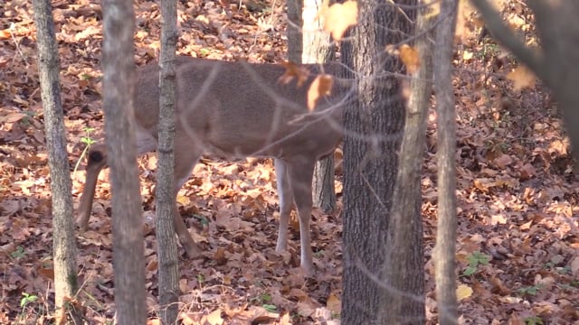 Real South Hunting - Illinois Extreme Whitetail Rut