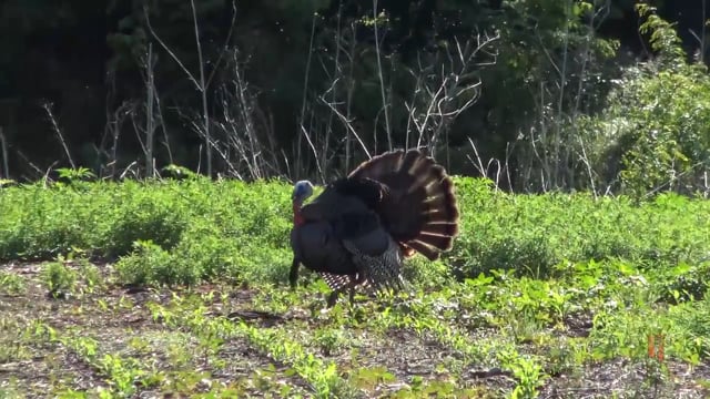 Total Outdoor Pursuit - Turkey Tips & Tactics!