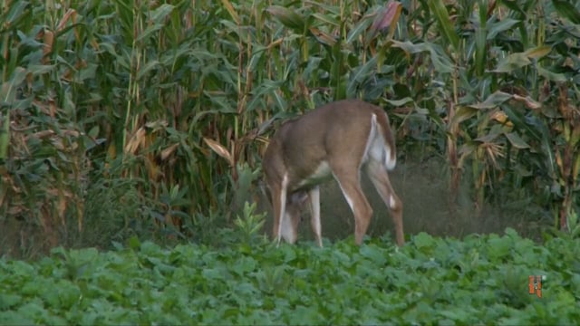 Whitetail Journey - High Five