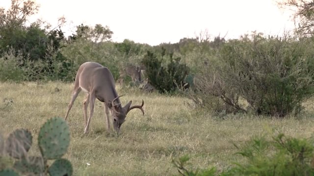 The Bearded Buck - Lone Star Whitetails Pt. 1