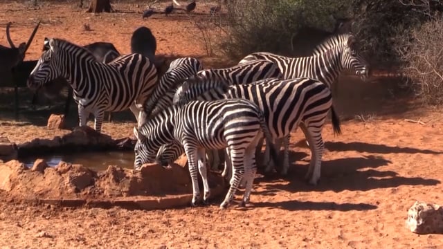 Team NXG - The Last days of Africa