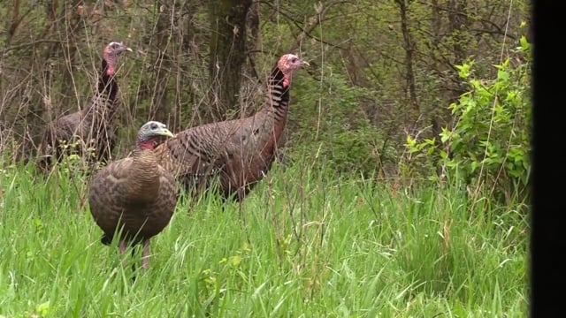 Team NXG - Zach's 2016 Turkey Hunt