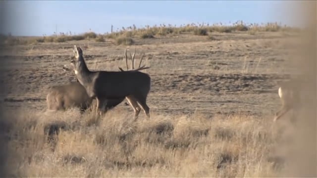 Open Season TV - Colorado Elk & Mule Deer