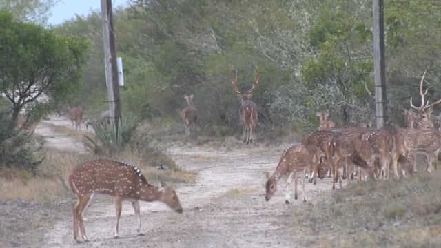 Double Lung TV - The Frijolia Ranch