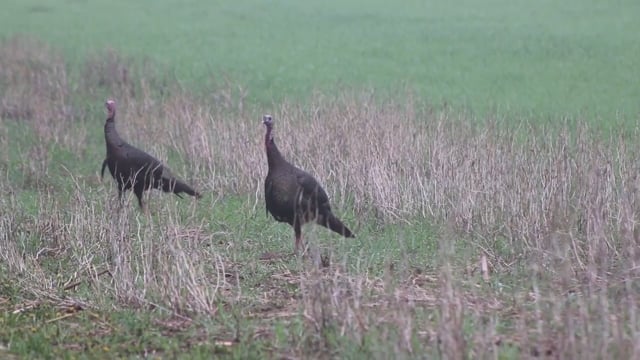 Team NXG - Dylan & Billy Turkey Hunt