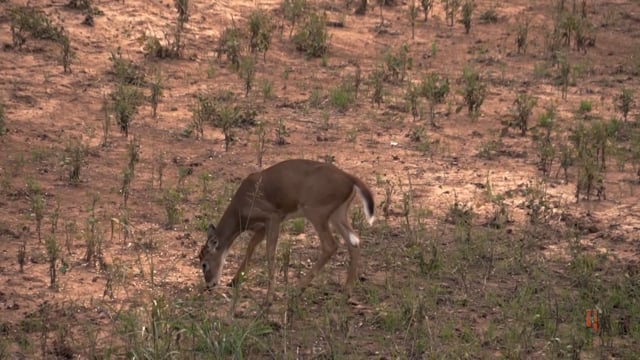The Bearded Buck - Different Dirt, Same Results