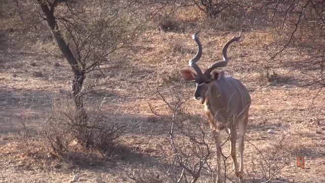 Giving Back - Cape Buffalo
