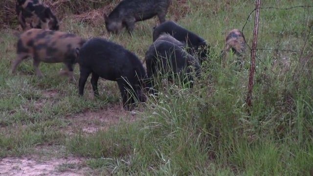 Big E TV - Hog Huntin at Gum Log Plantation