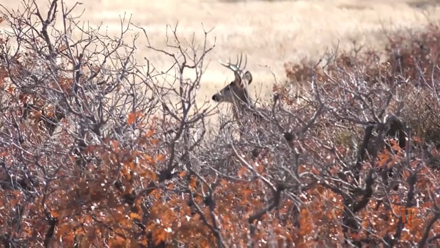 Spiritual Outdoor Adventures - Hunting with the Mountain Man Kyle Bell