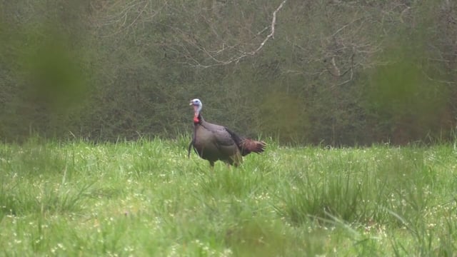 Real South Hunting - Turkey Hunt