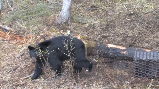 Open Season TV - Canadian Black Bear Hunt