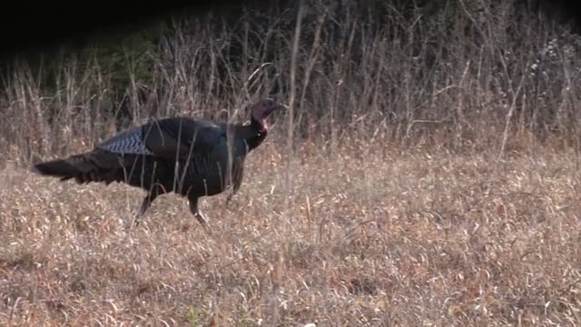 Dirt Road Outdoors TV - Turkey Fever!!!!!