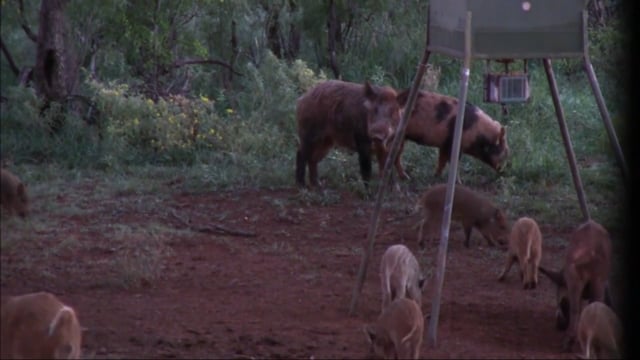 Final Pursuit TV - West Texas with Cannon Feeder